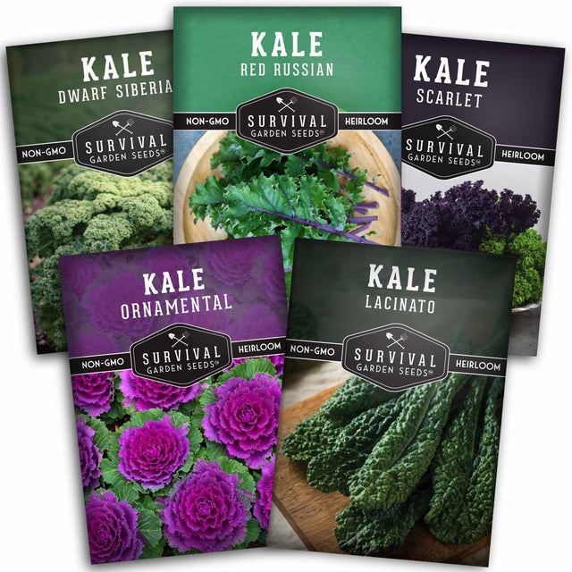Five packets of Survival Garden Seeds Kale varieties on a white background