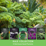 Collection of kale plants with labels for different types of kale and seed packets.