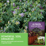 Alfalfa plant with Survival Garden Seeds packaging and text about soil enhancement.