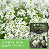 Alyssum Carpet of Snow seeds with white flowers and green leaves on a green background