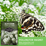 Butterfly on white flowers with Alyssum seed packet in the corner
