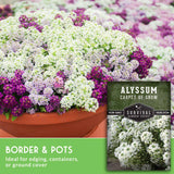 Potted Alyssum with a seed packet labeled 'Alyssum Carpet of Snow' on a green background.
