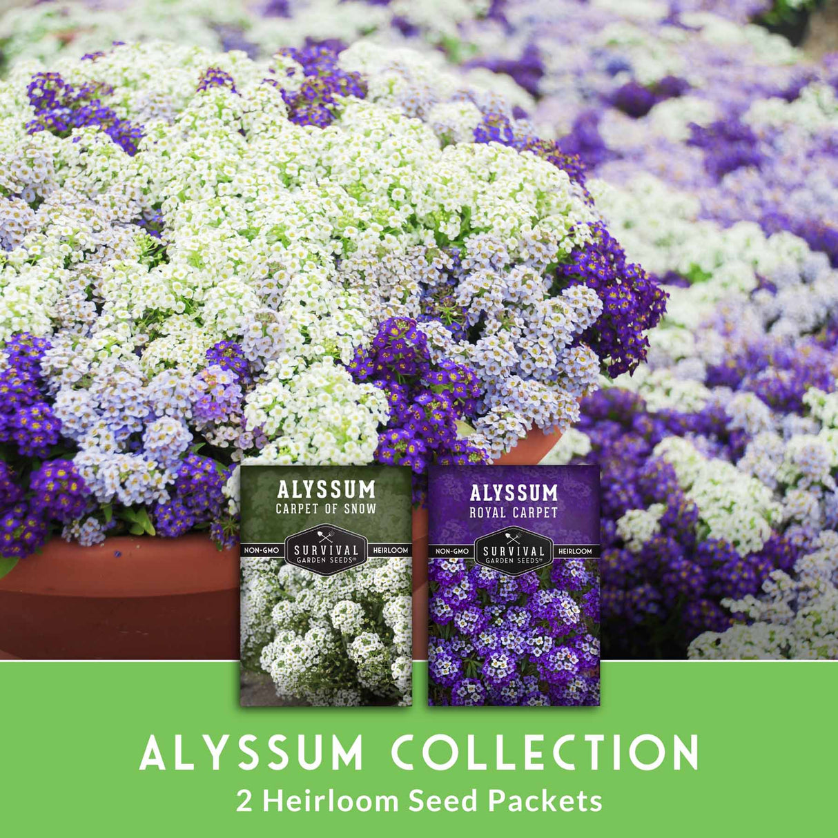 Alyssum Collection - 2 heirloom seed packets