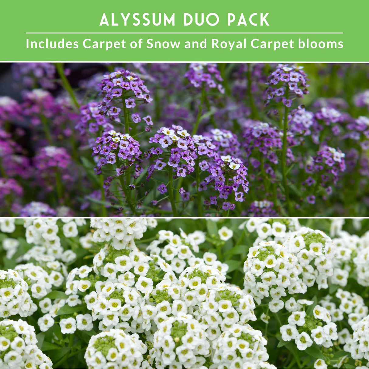 Purple and White alyssum flower duo pack of seeds