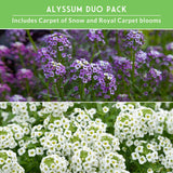 Purple and White alyssum flower duo pack of seeds