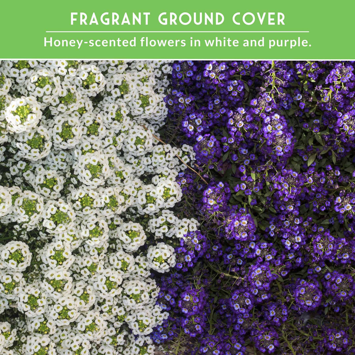 Alyssum flowers with text that says Fragrant Ground Cover