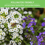 bee on alyssum flower with text that says Pollinator friendly