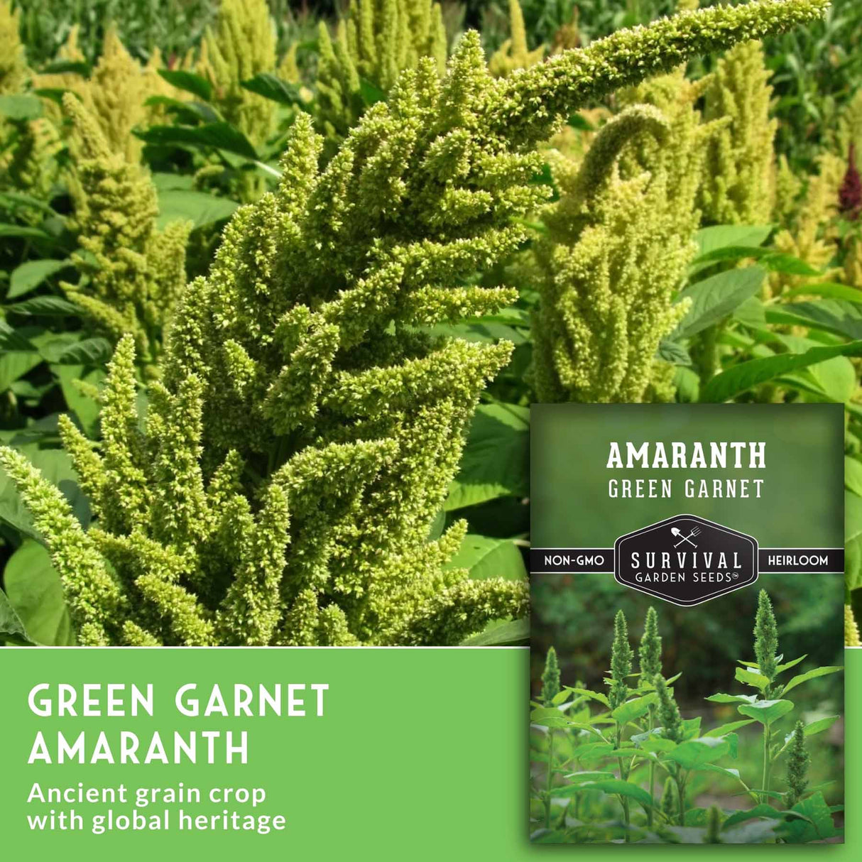 Amaranth plant with a package labeled 'Green Garnet Amaranth' and 'Survival Garden Seeds'.