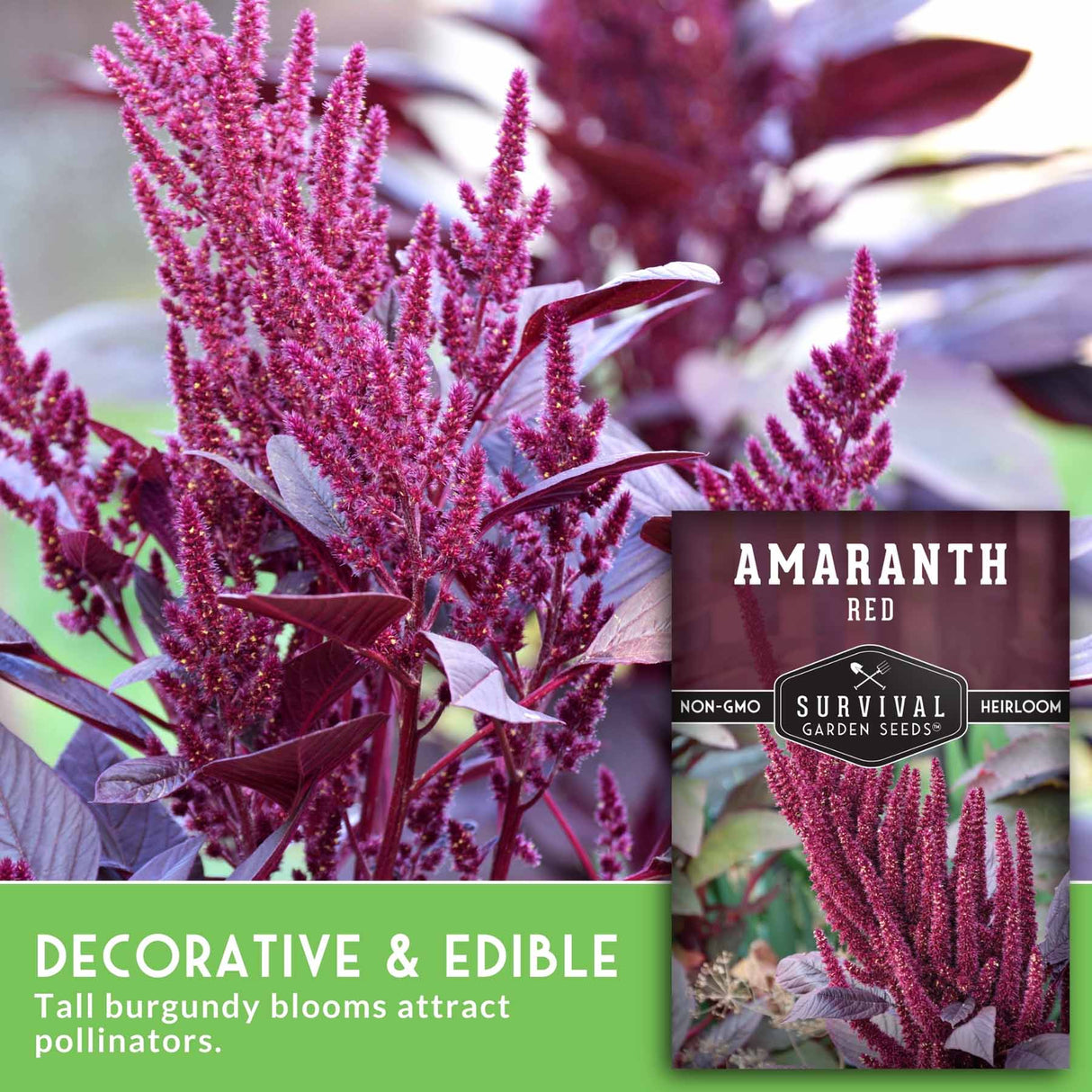 Amaranth red plant withSurvival Garden Seeds packaging and text about decorative and edible properties.