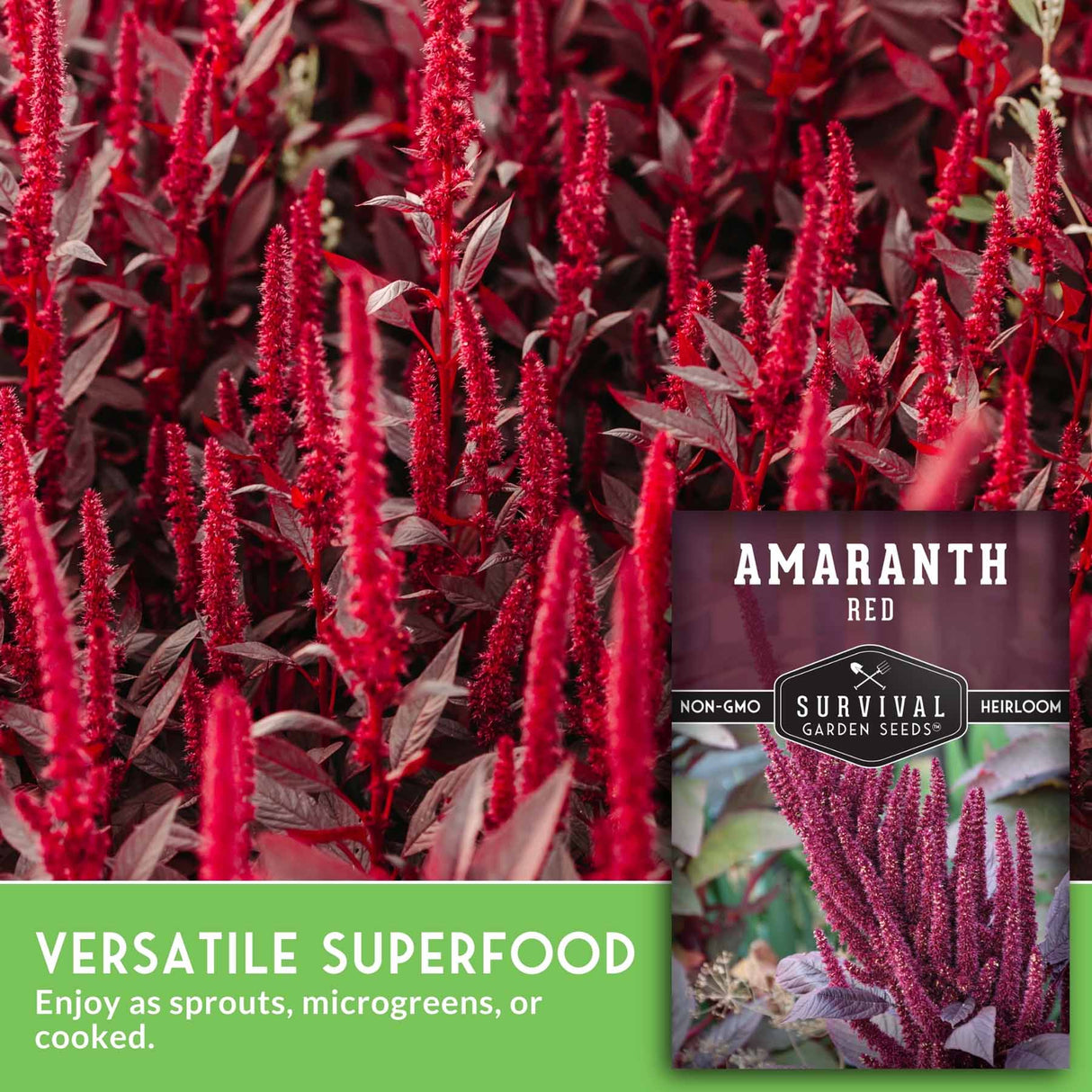 Amaranth red plants with Survival Garden Seeds packaging and text about amaranth.