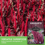 Amaranth red plants with Survival Garden Seeds packaging and text about amaranth.