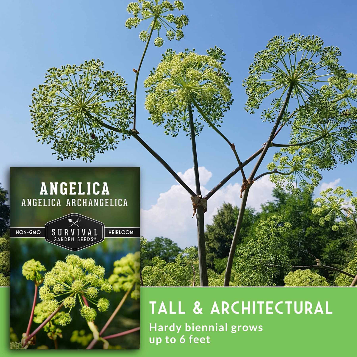 Seedling photo of Angelica archangelica with tall branching stems and clustered green flower umbels against a blue sky. A product card for Survival Garden Seeds is shown at lower left, with text reading 'TALL & ARCHITECTURAL' and 'Hardy biennial grows up to 6 feet'.