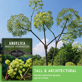 Seedling photo of Angelica archangelica with tall branching stems and clustered green flower umbels against a blue sky. A product card for Survival Garden Seeds is shown at lower left, with text reading 'TALL & ARCHITECTURAL' and 'Hardy biennial grows up to 6 feet'.