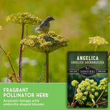 Fragrant pollinator herb seed packet shown over a photo of a small bird perched on umbrella-shaped green flower clusters in a grassy field. Text on the green banner reads 'FRAGRANT POLLINATOR HERB' and the packet shows 'ANGELICA ANGELICA ARCHANGELICA' and 'Survival Garden Seeds'.