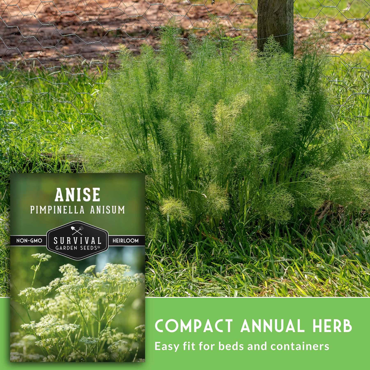 Anise plant growing in a grassy outdoor bed, with a product label overlay on the left and text reading 'Compact Annual Herb' at the bottom.