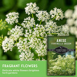 Seed packet for Anise (Pimpinella Anisum) herb seeds shown over a close-up photo of white anise flowers on green stems, with text reading 'FRAGRANT FLOWERS' and 'Delicate white flowers brighten herb gardens.'.