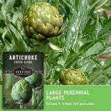 Seed packet for Survival Garden Seeds 'Artichoke Green Globe' shown over a photo of an artichoke plant with green globe buds and leafy greens, plus text reading 'Large Perennial Plants' and 'Grows 3-5 feet tall and wide.'.