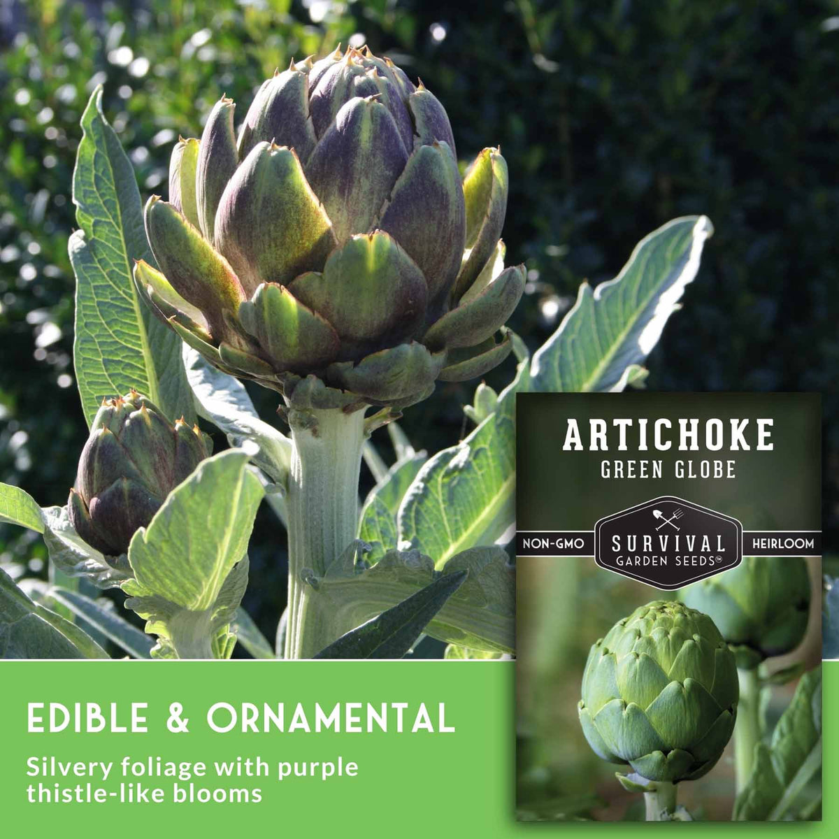 Artichoke plant with silvery green leaves and a large purple-green thistle-like bloom, shown outdoors with a seed packet label reading 'Artichoke Green Globe' and text noting edible and ornamental qualities.