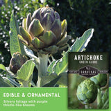 Artichoke plant with silvery green leaves and a large purple-green thistle-like bloom, shown outdoors with a seed packet label reading 'Artichoke Green Globe' and text noting edible and ornamental qualities.