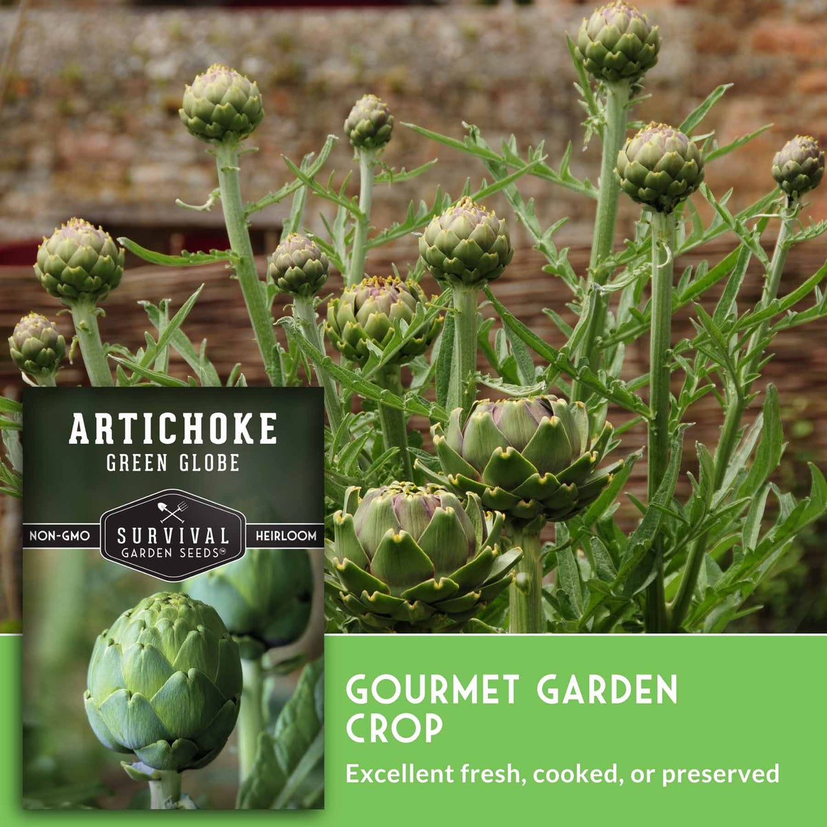 Artichoke plant with multiple green globe artichokes and leafy stems, shown with a branded label overlay reading 'Artichoke Green Globe' and 'Gourmet Garden Crop' from Survival Garden Seeds.