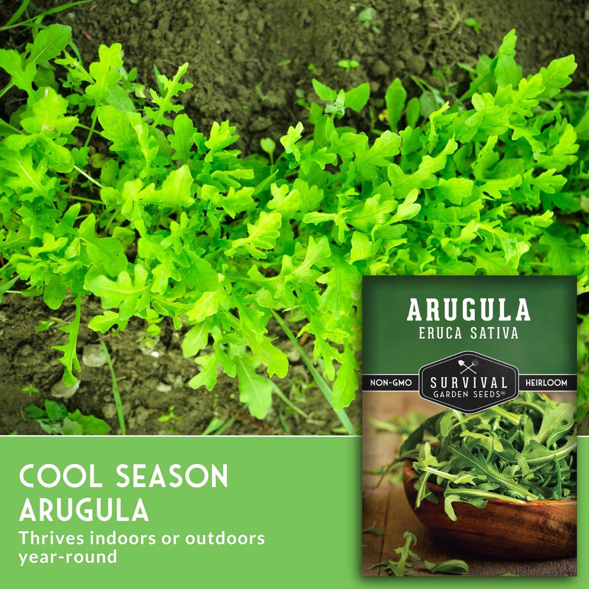 Arugula plants with a seed packet labeled 'Survival Garden Seeds' on a green background.