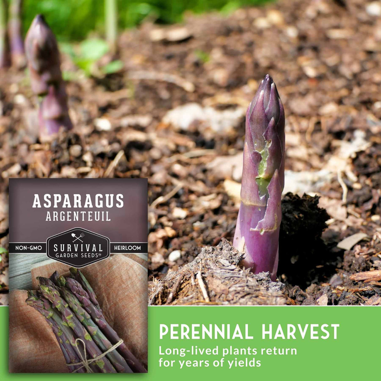 Purple asparagus sprout with text that says perennial Harvest
