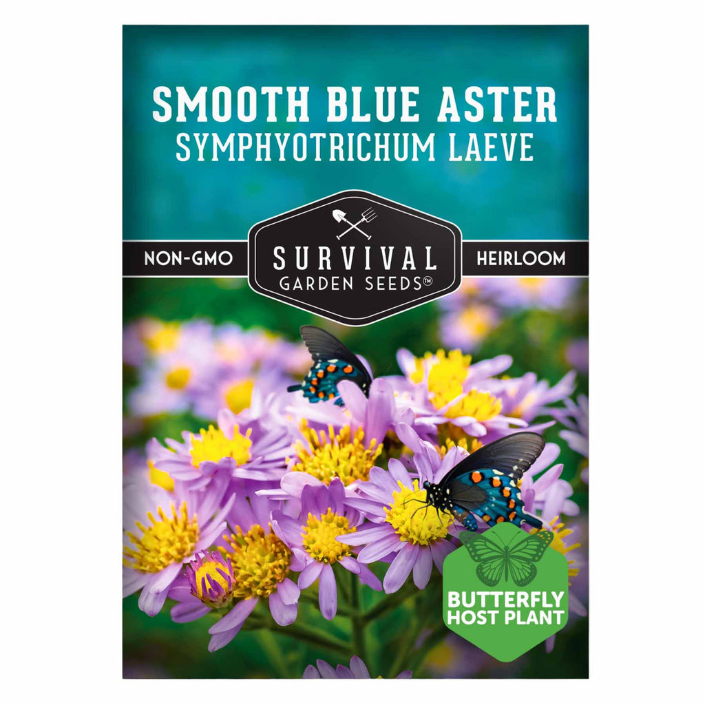 1 Packet of Smooth Blue Aster Seeds