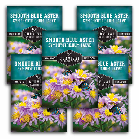 5 Packets of Smooth Blue Aster Seeds