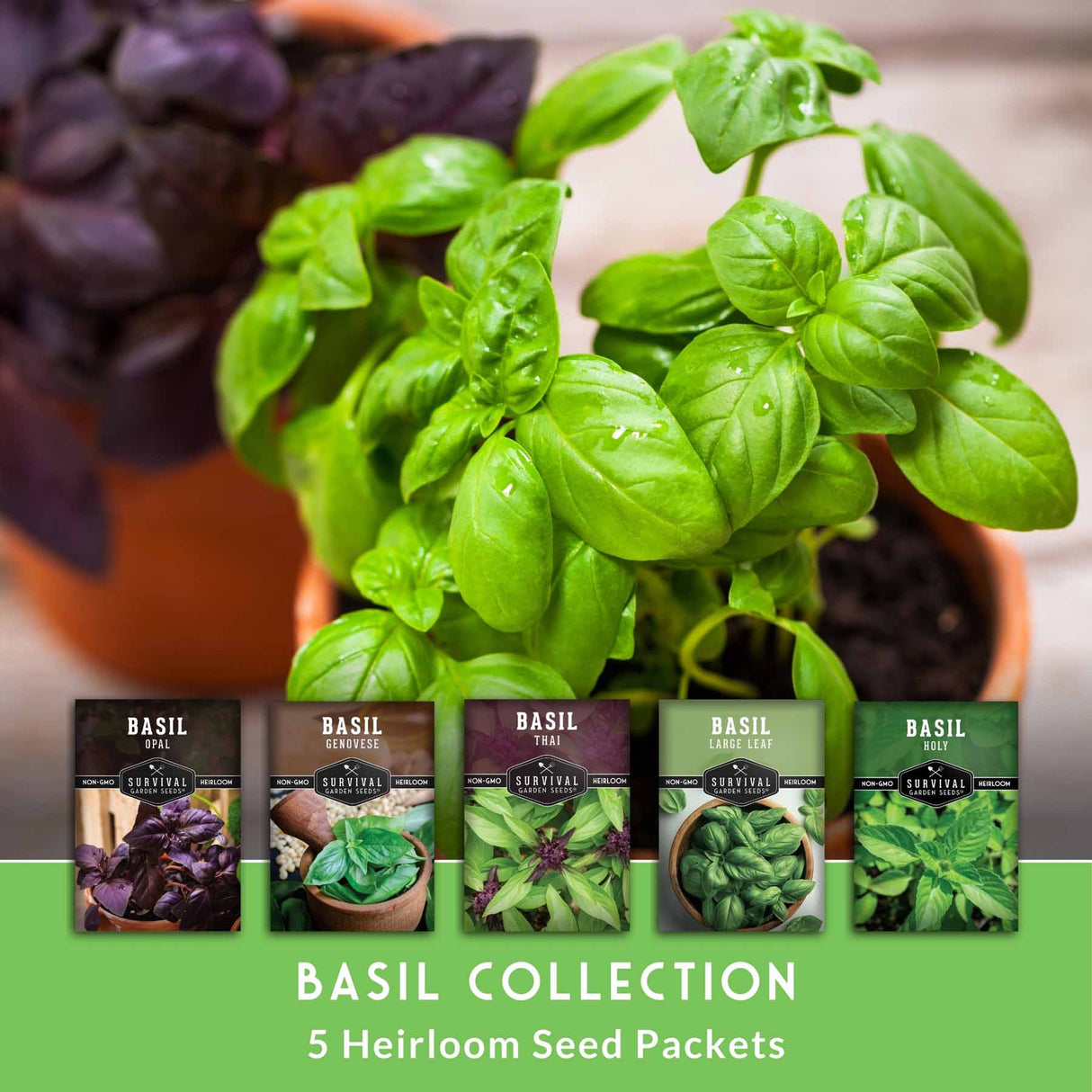 Basil seed packets with basil plants in pots on a green background
