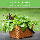 Basket of basil plants with a green background and text about global basil blend.