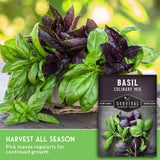 Fresh basil plants with both green and dark purple leaves, shown alongside a seed packet labeled 'Basil Culinary Mix' and a green text banner that says 'Harvest all season.'.
