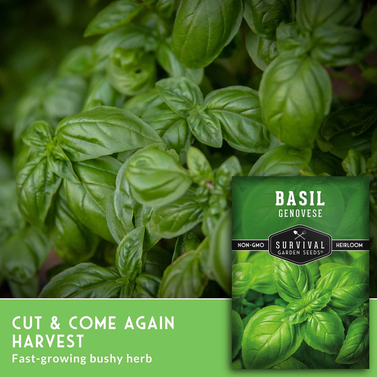 Fresh green basil leaves filling the frame, with a seed packet labeled 'Basil Genovese' and text reading 'Cut & Come Again Harvest' in the lower left.