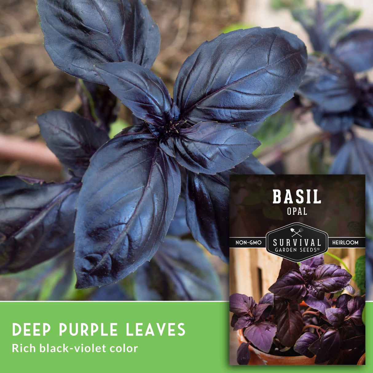 Basil plant with deep purple leaves and a label indicating 'Opal' variety from Survival Garden Seeds.