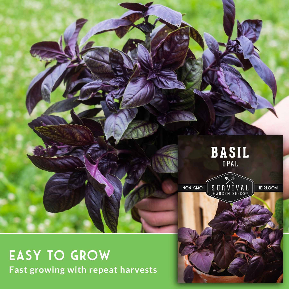Basil plant with a label indicating it is a non-GMO survival garden variety, held against a blurred green background.