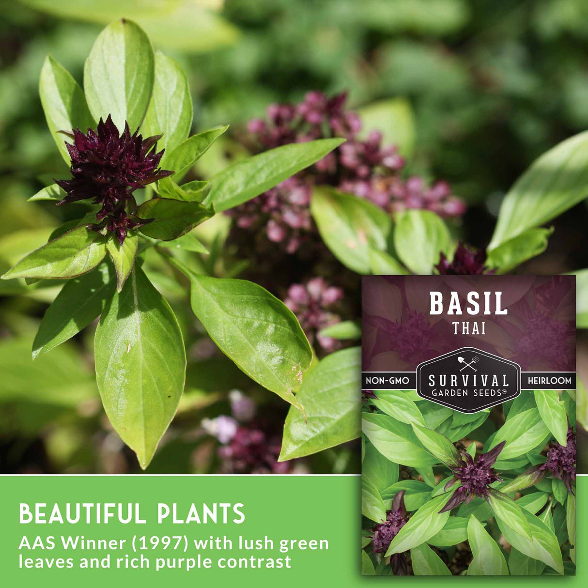 Basil plant with a seed packet labeled 'Basil Thai' from Survival Garden Seeds. Beautiful plants AAS Winner