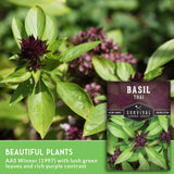 Basil plant with a seed packet labeled 'Basil Thai' from Survival Garden Seeds. Beautiful plants AAS Winner