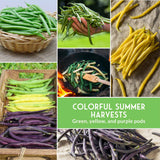 Collage of green, yellow, and purple bean pods with cooking scene and text 'Colorful Summer Harvests'.
