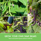 Collage of images showing green and purple snap beans growing and being harvested.