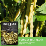 Bush bean plant with long pale yellow beans hanging from vines, alongside a product label for Survival Garden Seeds 'Bush Bean Wax' and text reading 'Compact Bush Plants 15-20 inches tall with no trellis needed'.