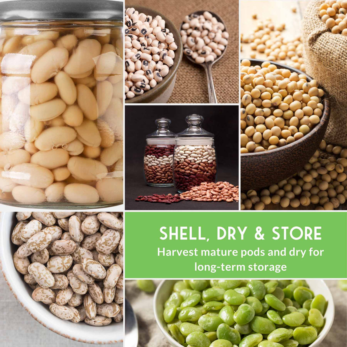 Collage of various beans in jars and bowls with a green text box.