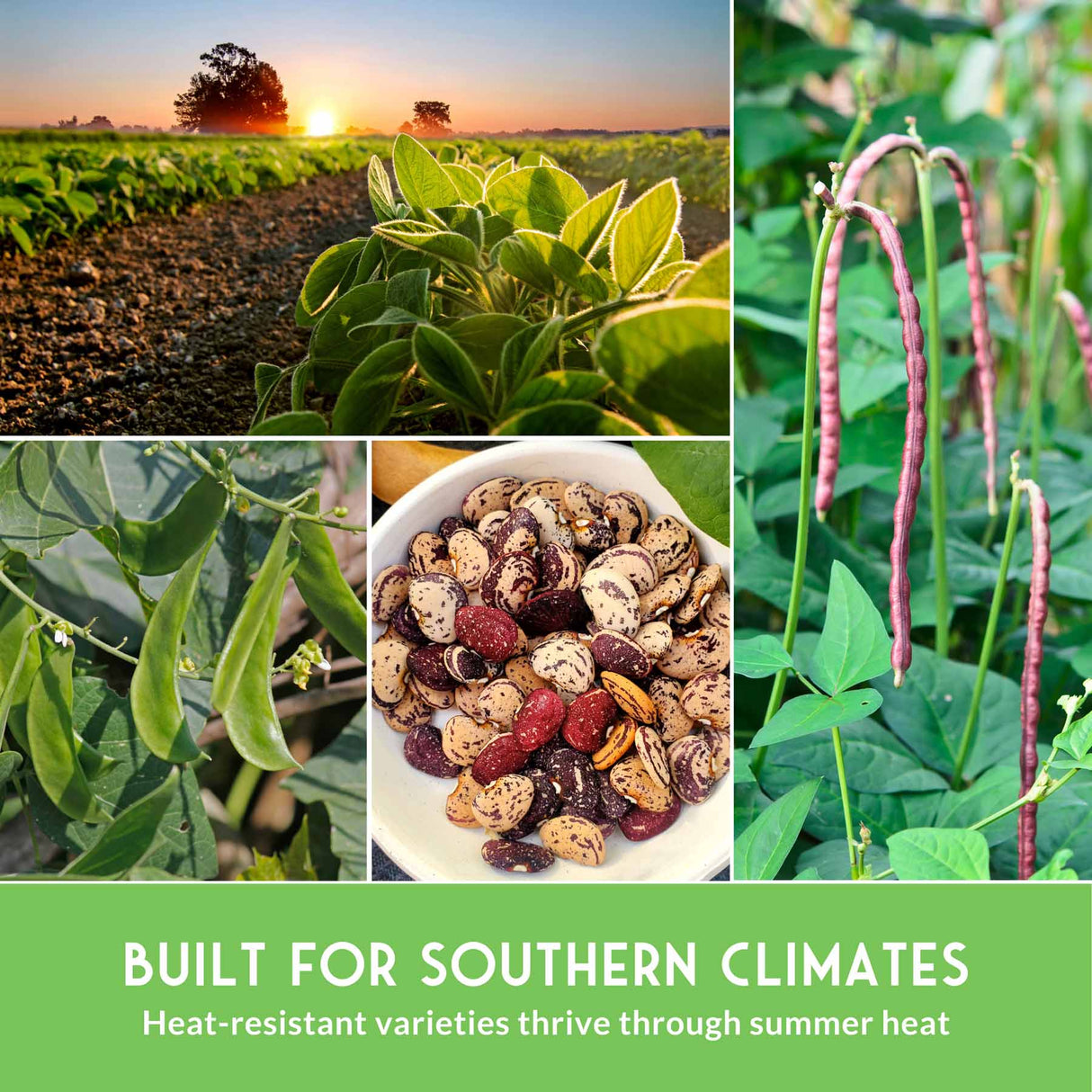 Collage of images showing soybean plants, beans in a bowl, and a sunset over a field with text 'Built for Southern Climates'.