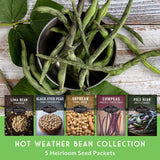 Collection of heirloom bean seed packets with green beans on a wooden surface.