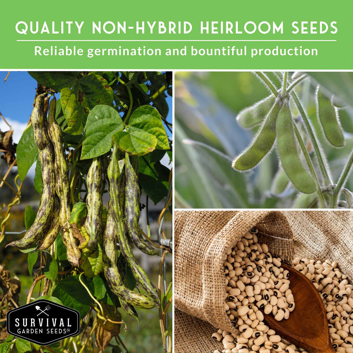 Collage of dried beans, green beans, and seeds with 'Survival Garden Seeds' branding on a green background.