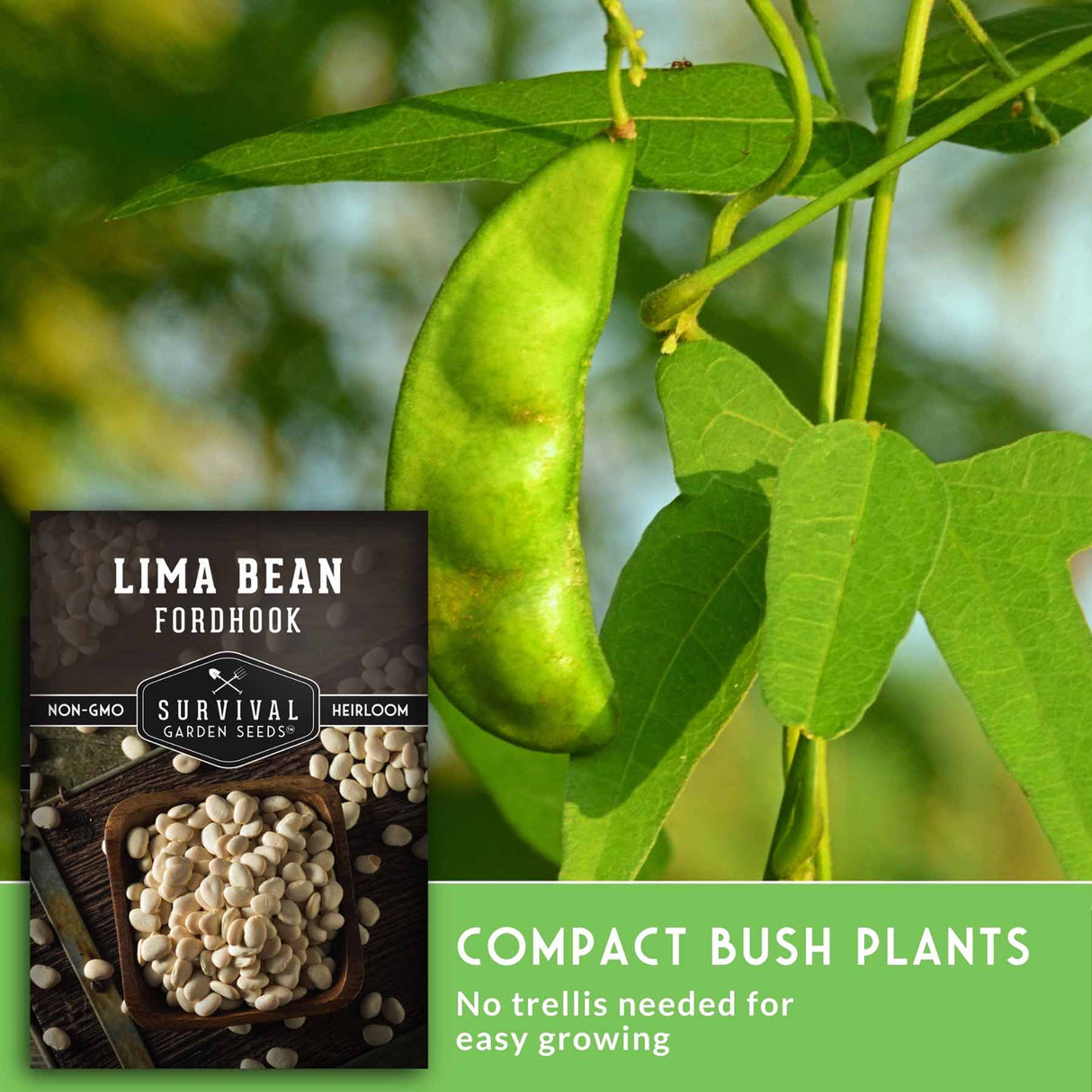 A seed packet for 'Lima Bean Fordhook' by Survival Garden Seeds is shown in the lower-left corner, while the main image displays a green lima bean pod hanging from a leafy vine in an outdoor garden setting. A green banner at the bottom right contains the text 'COMPACT BUSH PLANTS' and 'No trellis needed for easy growing'.