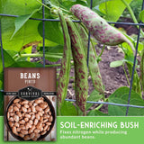 Pinto beans with a label on the left side and text about soil-enriching bush on the right.