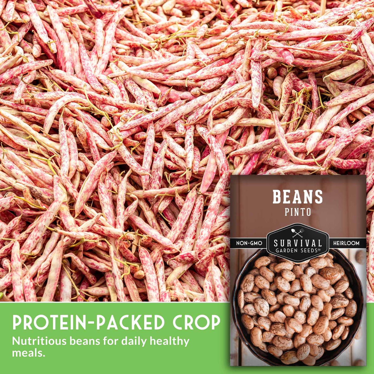 Pinto beans with a package labeled 'Survival Garden Seeds' on a green background