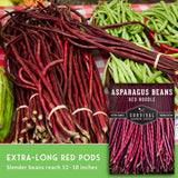 Bundles of red asparagus beans tied with rubber bands, displayed alongside green beans on a red-and-white checkered tablecloth, with a product label overlay reading 'ASPARAGUS BEANS RED NOODLE' and 'EXTRA-LONG RED PODS'.