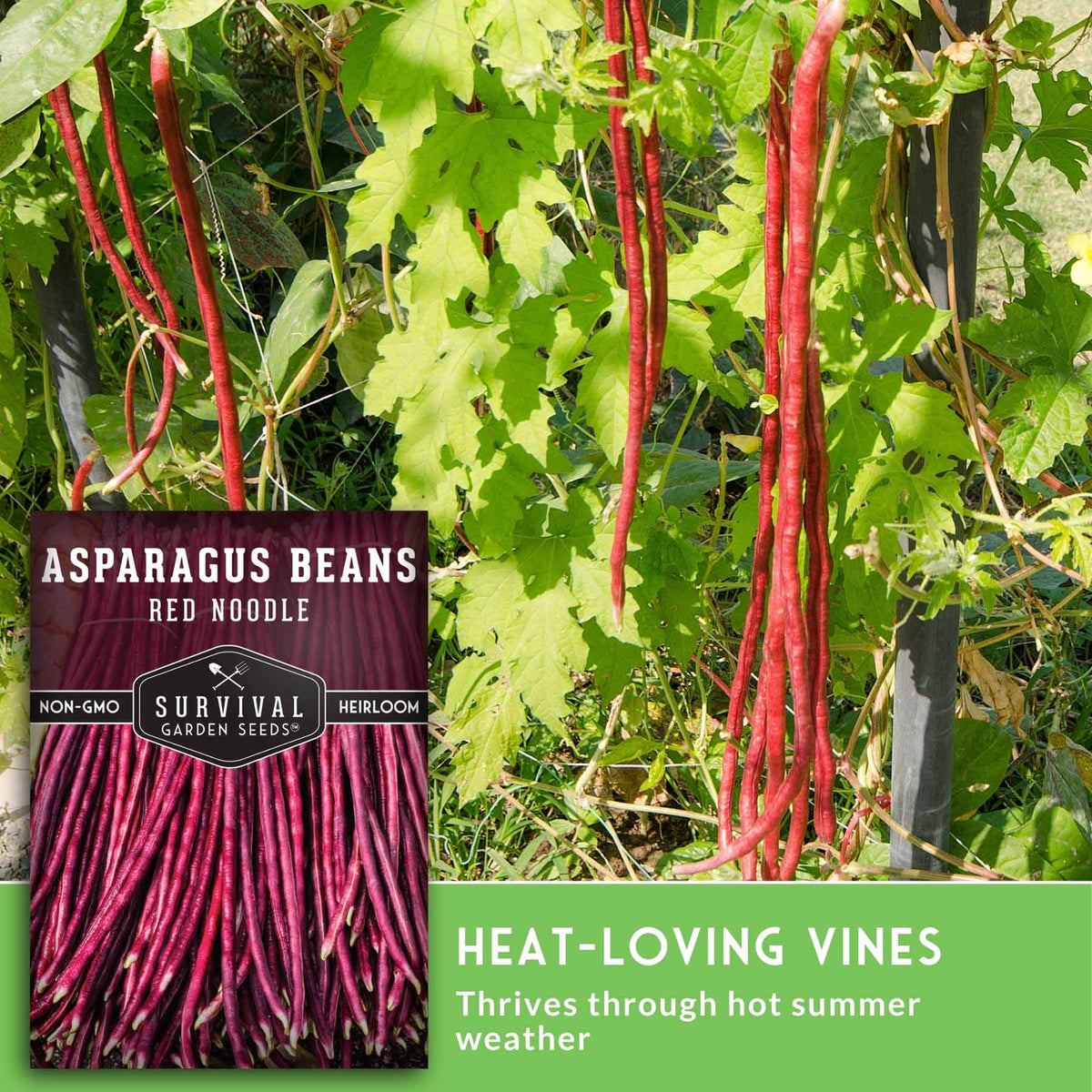 Asparagus beans growing on a vine in a garden, with a product label inset showing 'Asparagus Beans Red Noodle' and text reading 'Heat-Loving Vines' and 'Thrives through hot summer weather.'.