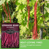 Asparagus beans growing on a vine in a garden, with a product label inset showing 'Asparagus Beans Red Noodle' and text reading 'Heat-Loving Vines' and 'Thrives through hot summer weather.'.