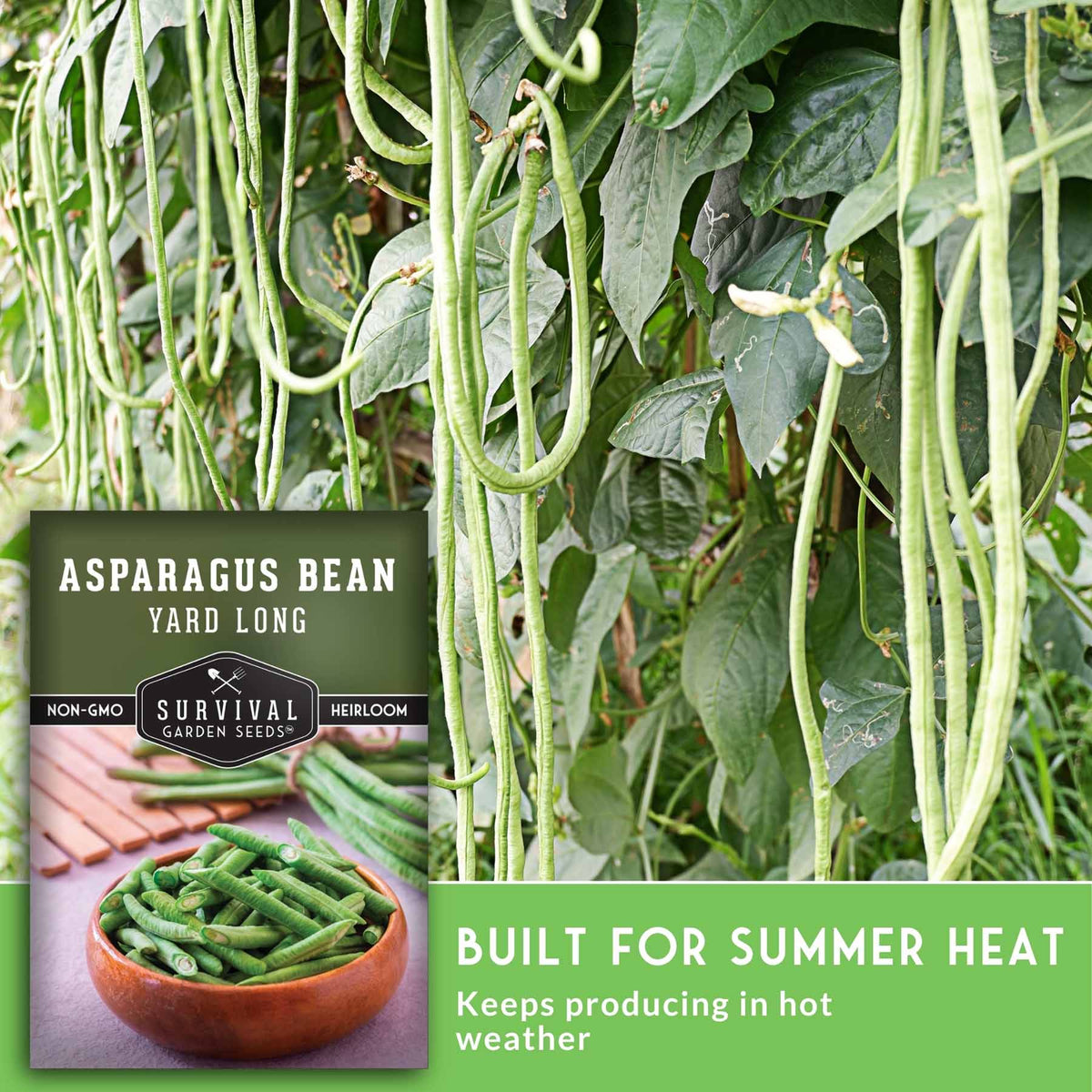 Seedling packaging and growing scene for Survival Garden Seeds Asparagus Bean. The left side shows a product card with a bowl of harvested green beans and the text 'ASPARAGUS BEAN YARD LONG' and 'BUILT FOR SUMMER HEAT Keeps producing in hot weather.